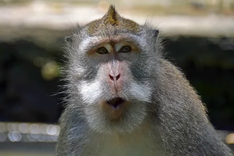 Monkey Forest Balyje · 10