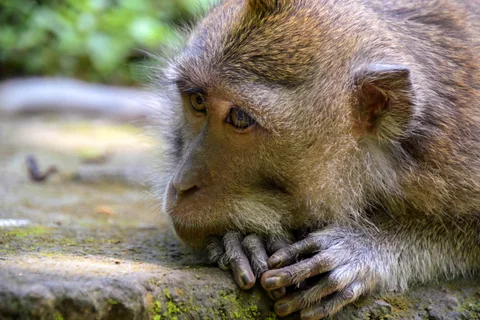 Monkey Forest Balyje · 11