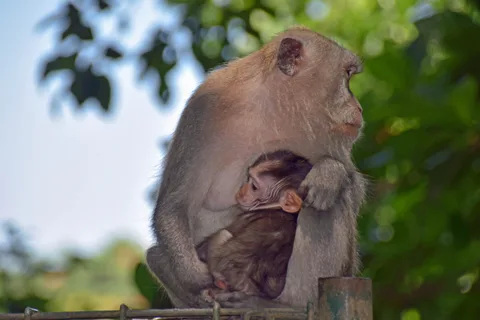 Monkey Forest Balyje · 12