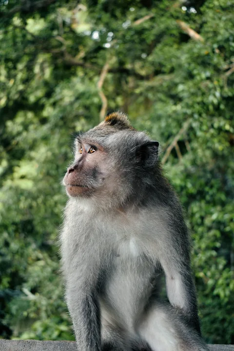 Monkey Forest Balyje · 14