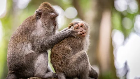 Monkey Forest Balyje · 15