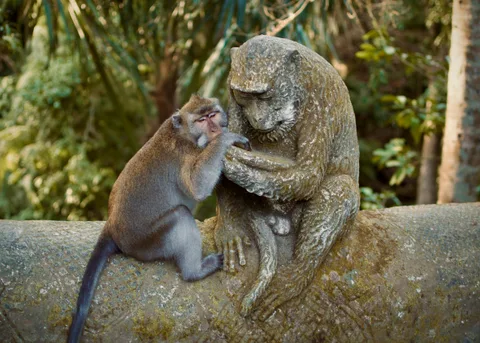Makaka su jaunikliu Monkey Forest